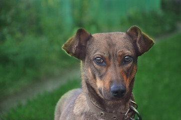 domestic dog on a walk outside the city