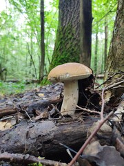 mushrooms in the forest
