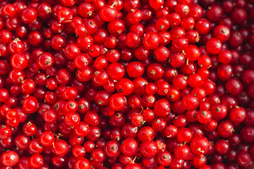 red currant background