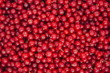 red cranberries background