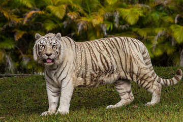 Fototapeta na wymiar White begal tiger walking.