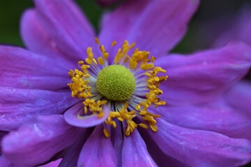 Closeup of an autumn anemone against a green blurried background