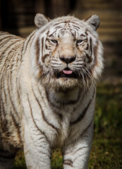 White bengal tiger looking straight at camera