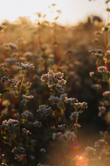 field of buckwheat