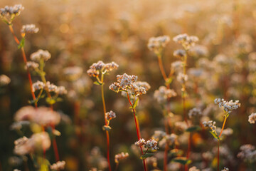 field of buckwheat