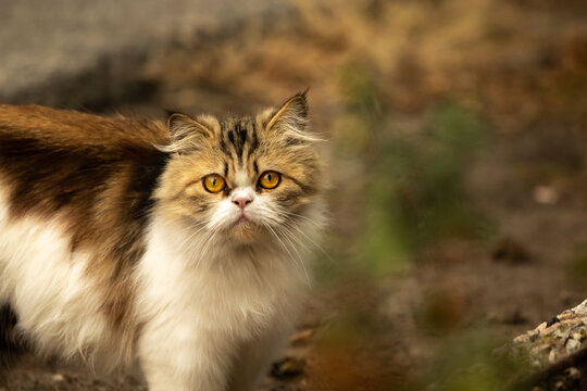 Stray persian cat portrait on autumn background atmospheric warm photo