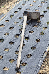 クワとタマネギ畑