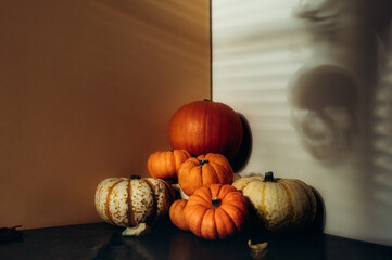 Pile of different pumpkins with strong shadows. Halloween or Thanksgiving Holiday backgrounds