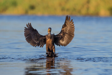 Cormorant glides onto water's surface with wings spread.jpg