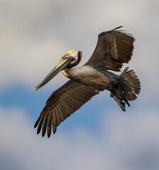 Young American Brown pelican flies overhead