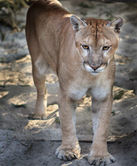 Young Florida Panther standing in forest waiting for prey