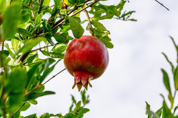 Red ripe pomegranate on a branch in the garden.