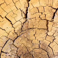Cross section of tree trunk. Wooden texture or background