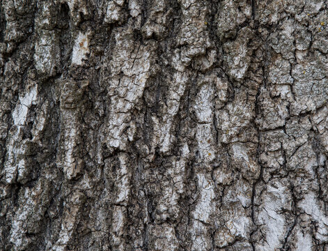 Vertical close-up of old grey dry tree bark. Wood pattern. Natural Background/Textures