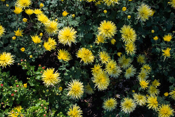 Group of Chrysanthemum x morifolium yellow flowers in a sunny autumn day, view from above
