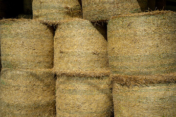 The hay storage shed full of bales on farm, Rural land cowshed farm.