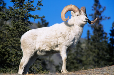 Mountain Goat near forest