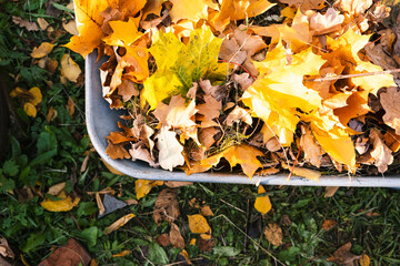 Autumn leaves in a wheelbarrow and female gardener hand in garden glove holds the leaves in hand, burning autumn maple oak leaves, country work