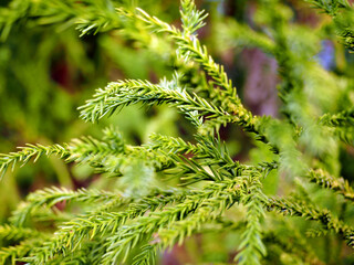 short fully fresh green leaves, thuja occidentalis like plant, green nature background