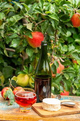 Taste of Normandy, France, glass of apple cider and camembert cheese and green apple tree with ripe red fruits on background