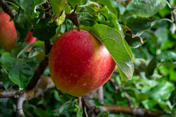 Big ripe red apple hanging on green apple tree