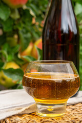 Glass of apple cider from Normandy, France and green apple tree with ripe red fruits on background