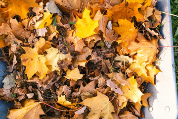 Autumn leaves in a wheelbarrow and gardener in rubber boots view from above, burning autumn maple oak leaves, country work