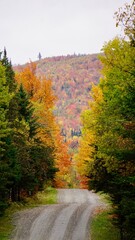 Fototapeta premium road in autumn forest