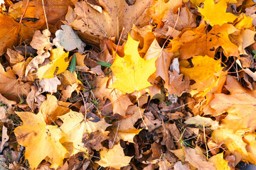 Autumn leaves in a wheelbarrow and gardener in rubber boots view from above, burning autumn maple oak leaves, country work