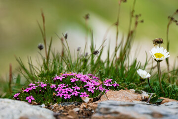 Obraz premium Blumen in den Bergen an der Hexenseehütte Serfaus