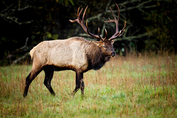 Huge male elk with large horns.