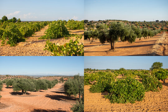 Vi&ntilde;as y olivares