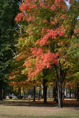 Beautiful Autumn Leaves at the High Park in Toronto Ontario Canada