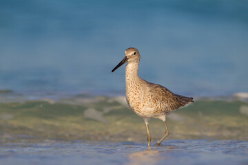 Nature's willet steps through water.
