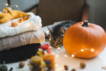 Funny cat on hygge background at home. Home pet cute kitten cat and autumn still life with pumpkin, leaves, candles. Fall Flat lay