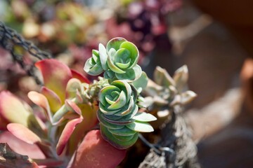 Succulents