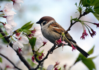 Sparrow on Cherry Blossom Branch Spring Japan