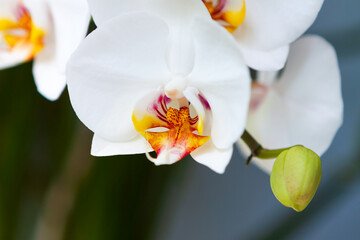 Branch of large-flowered orchid with buds on a blurred background.