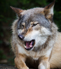 Unhappy wolf growls and snarls.