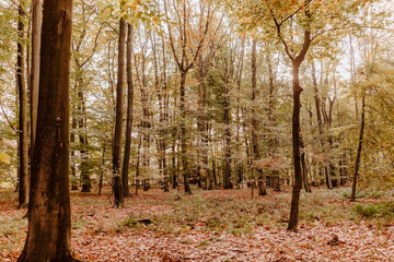 Fototapeta premium Beech forest in fall colors