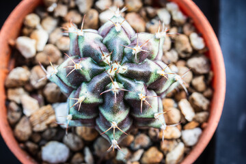 Top view of Gymnocalycium cactus in brown pot.