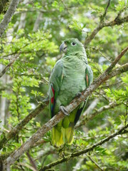 Der Braunschwanzsittich (Pyrrhura melanura) ist eine Papageienart aus der Familie der Psittacidae. Er ist weitverbreitet in Südamerika. Hier Ecuador.