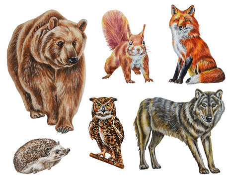 Set of forest animals: bear, fox, wolf, owl, hedgehog, squirrel. Watercolor. Illustration.  Hand drawn. Clip art.