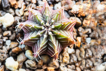 Top view of Gymnocalycium LB hybrid cactus with red and green color of striped.
