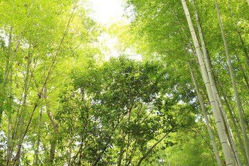 Obraz na płótnie Canvas 深緑の木と竹