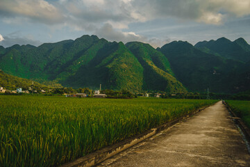 Terraced rice field with rural road in Lac village, Mai Chau Valley, Vietnam, Southeast Asia.