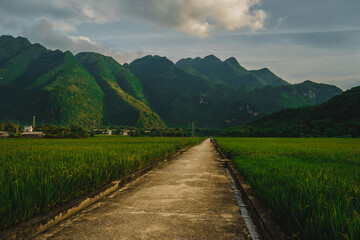 Terraced rice field with rural road in Lac village, Mai Chau Valley, Vietnam, Southeast Asia.