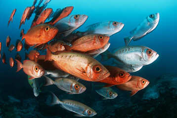 Mozambique Indian Ocean school of crescent-tail bigeyes (Priacanthus hamrur)