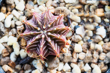 Variegated  Gymnocalycium LB 2178 hybrid cactus with red and green stripes.