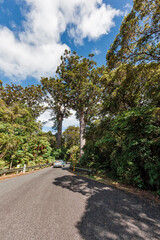 Fototapeta na wymiar Two ancient Kauri Trees on the roadside
